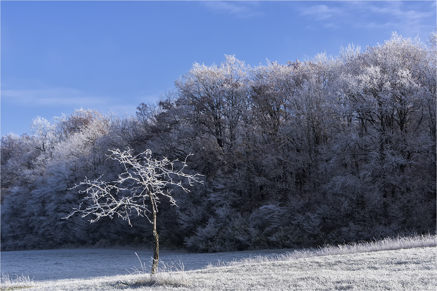 winterapfel