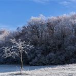 winterapfel