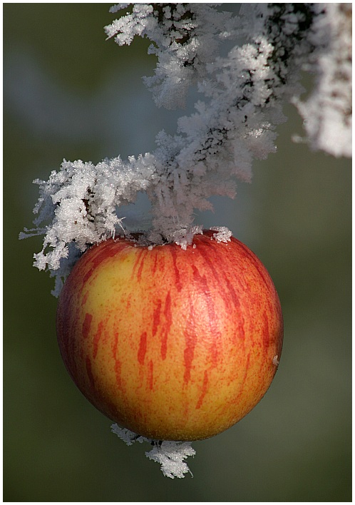 Winterapfel