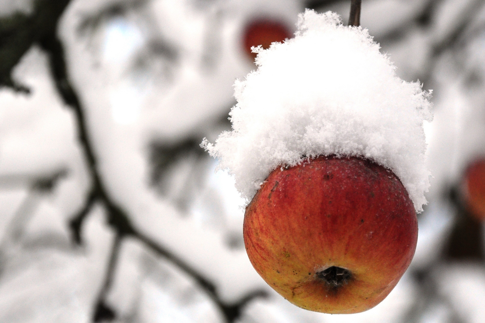 Winterapfel