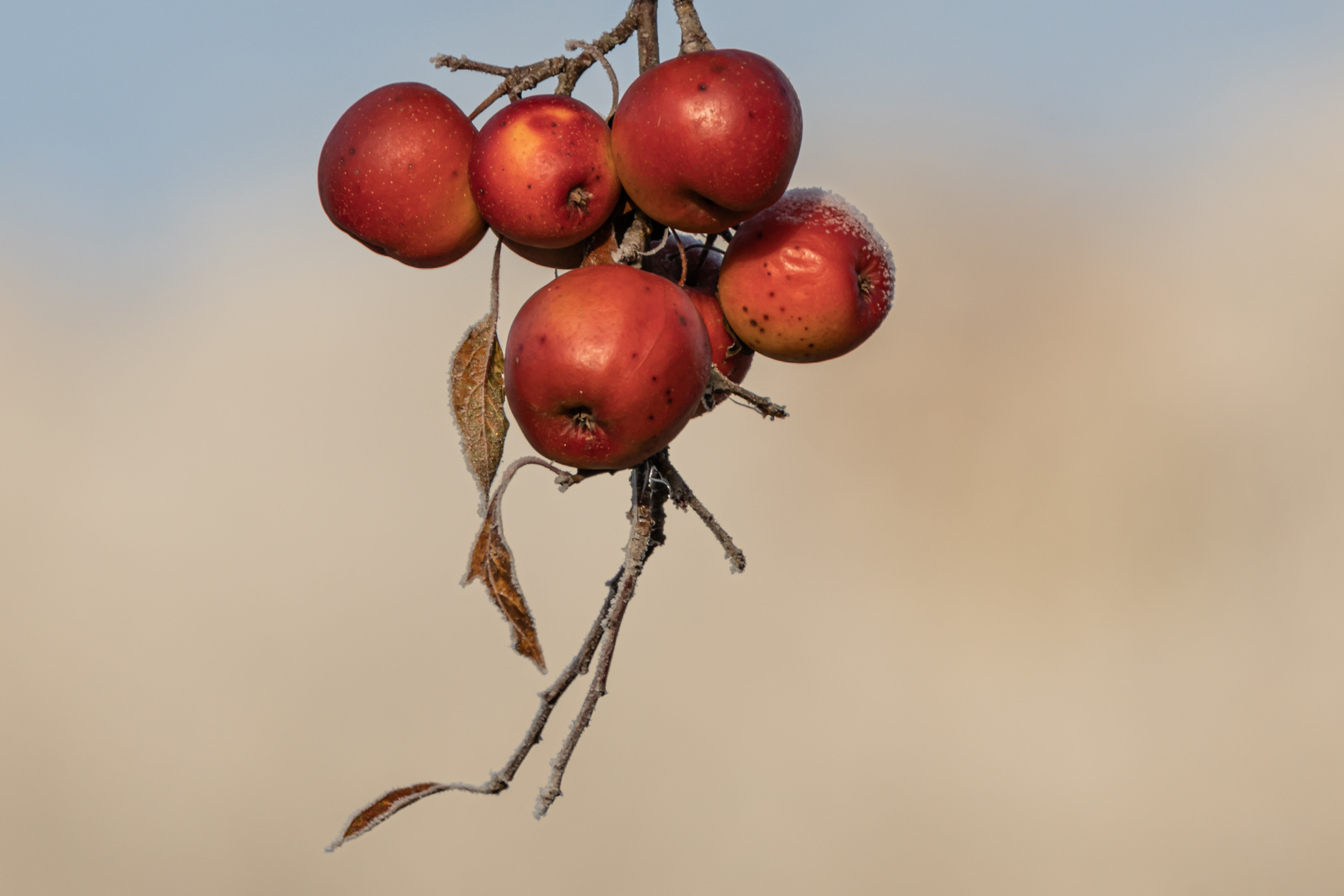 Winterapfel