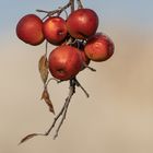 Winterapfel