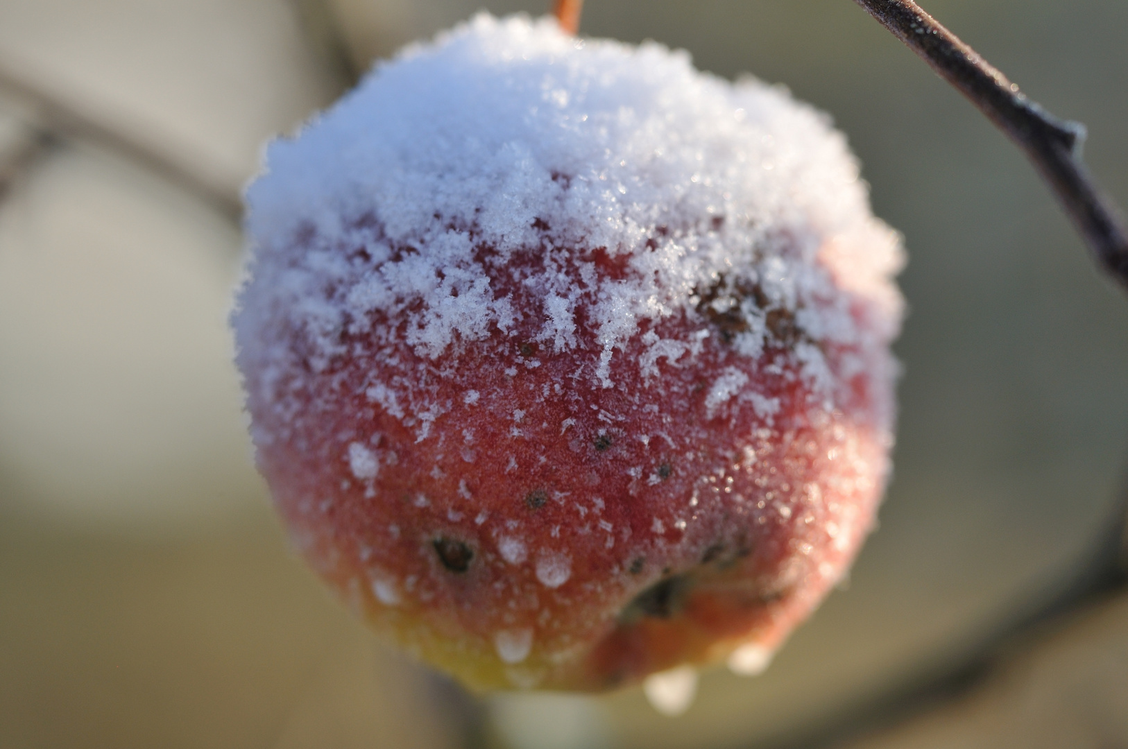 Winterapfel