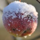 Winterapfel