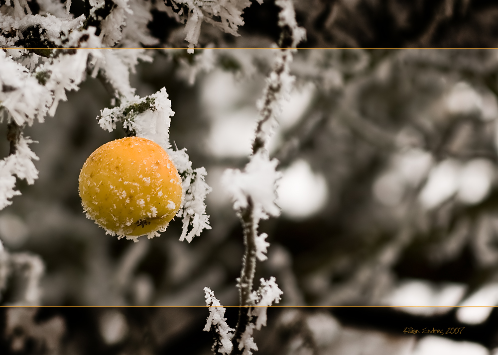 Winterapfel