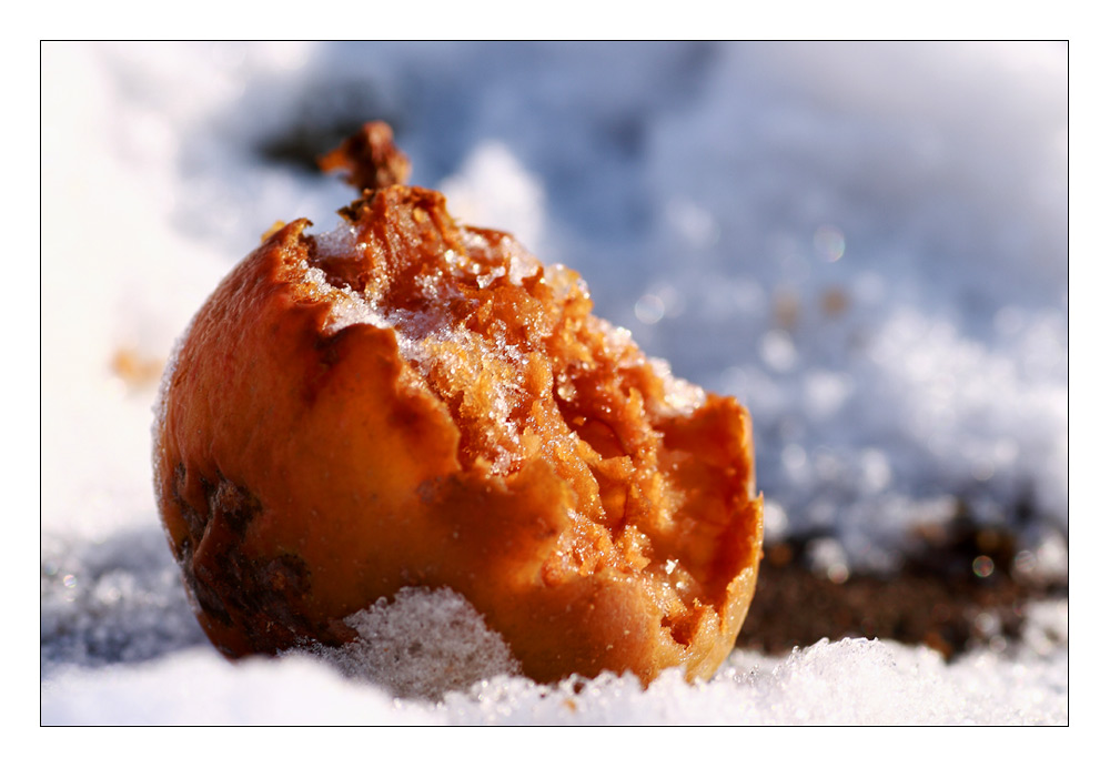 Winterapfel