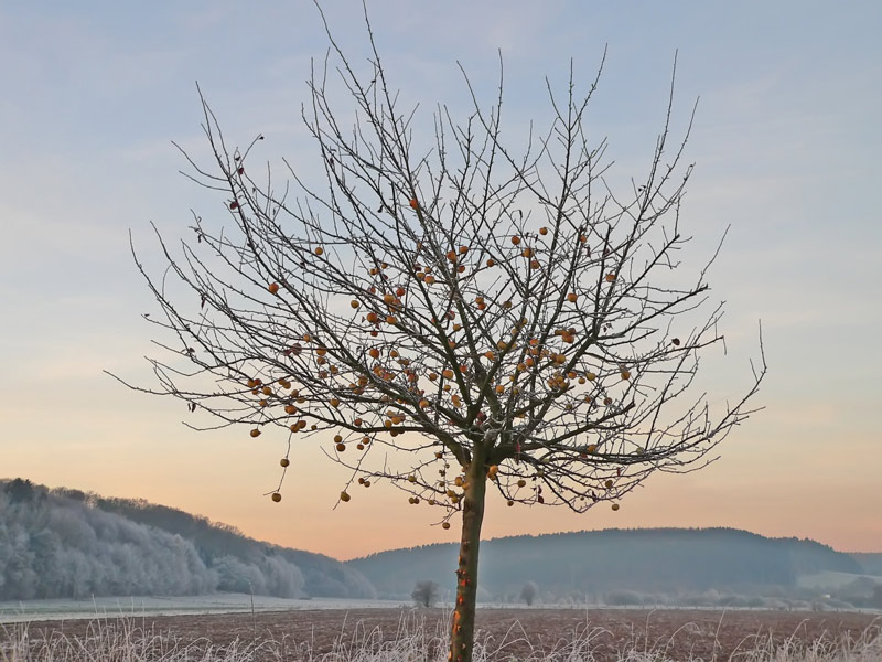 Winterapfel