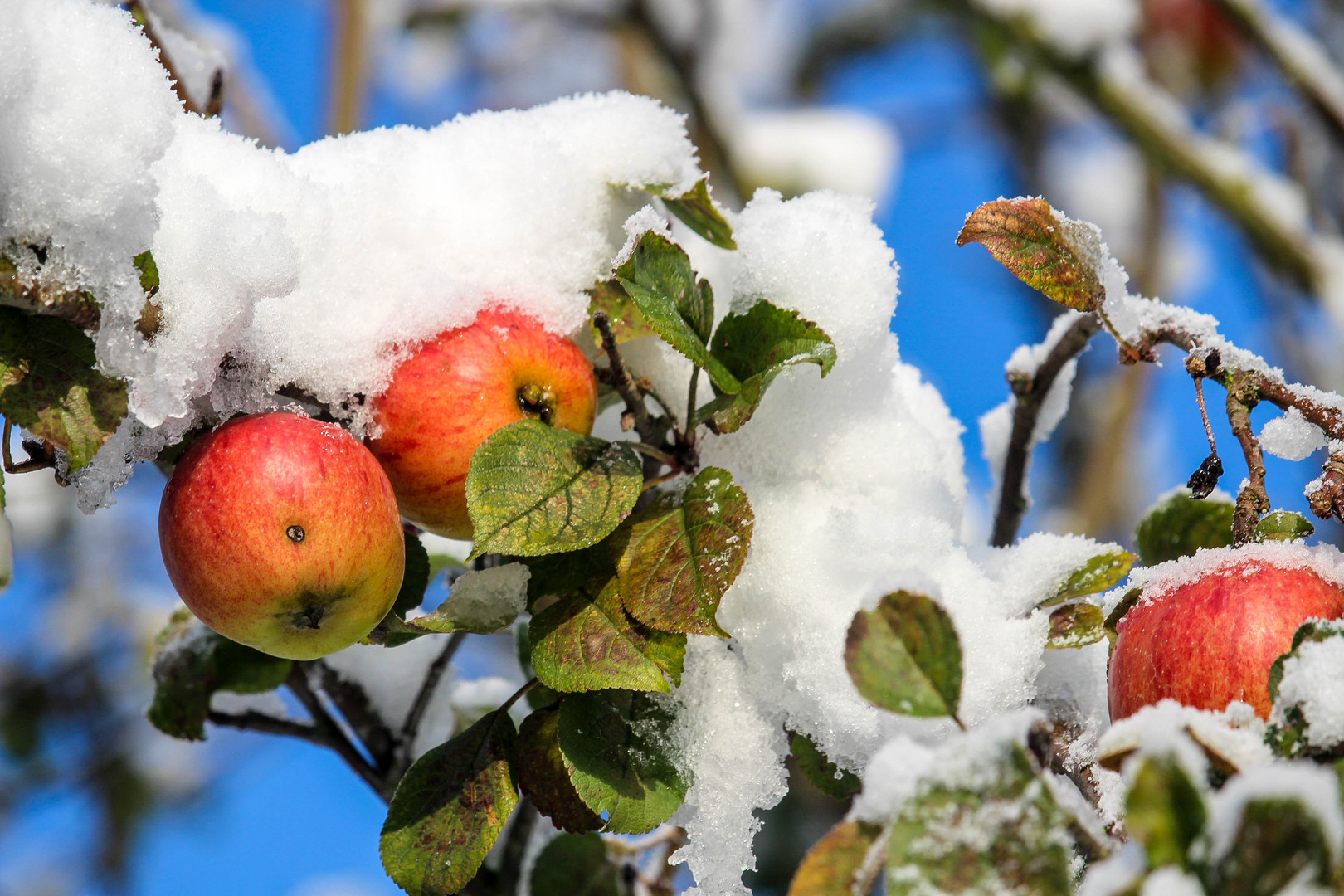 Winterapfel