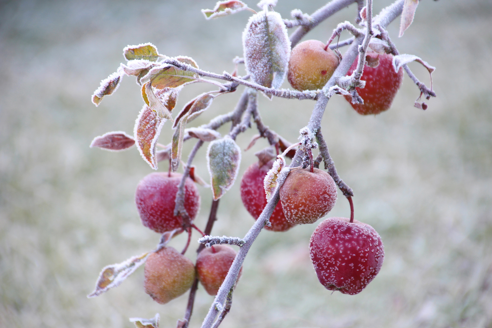 Winterapfel