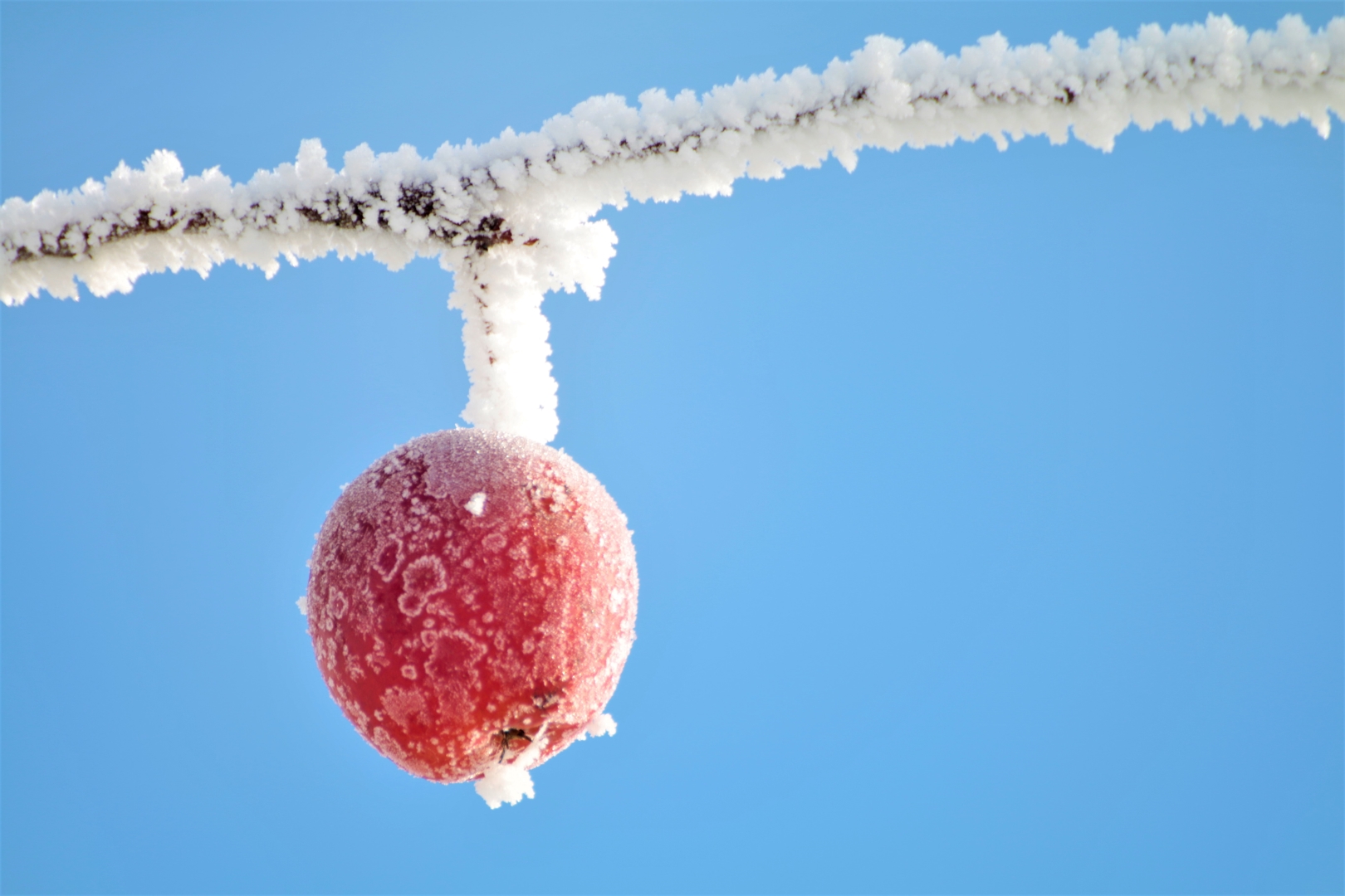 Winterapfel