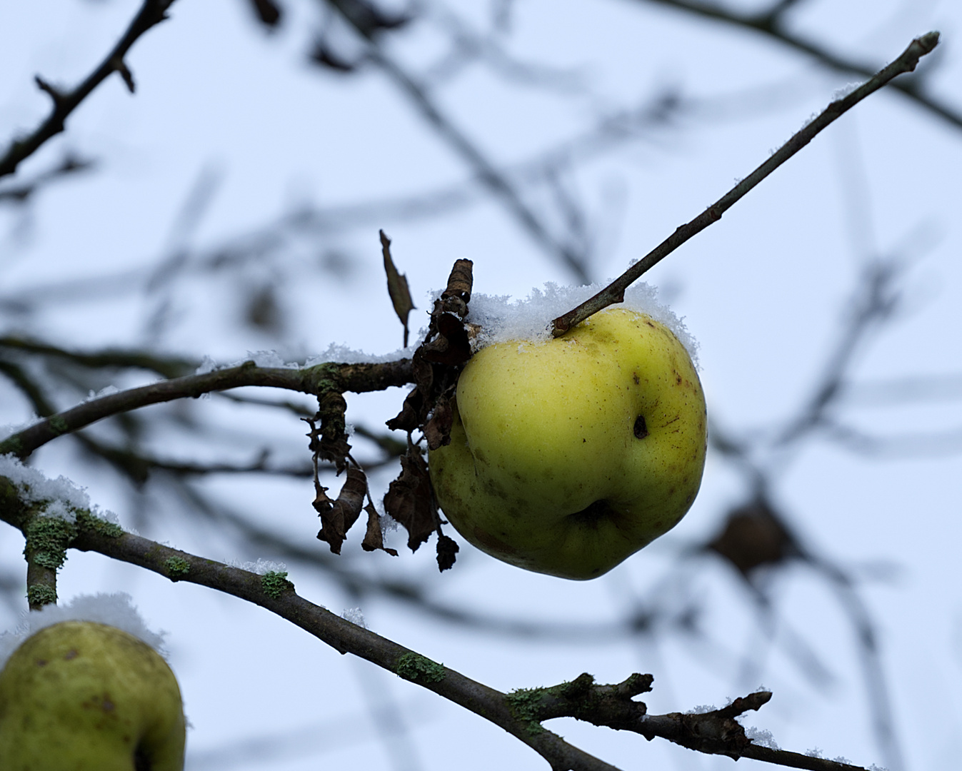 Winterapfel