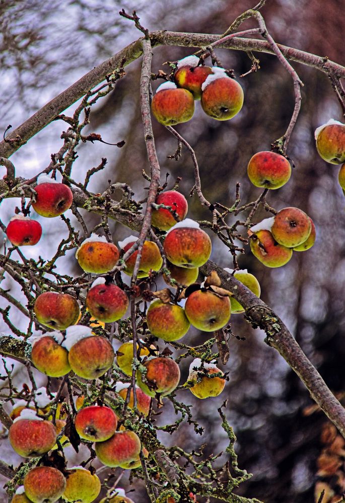 Winterapfel