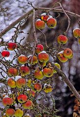 Winterapfel