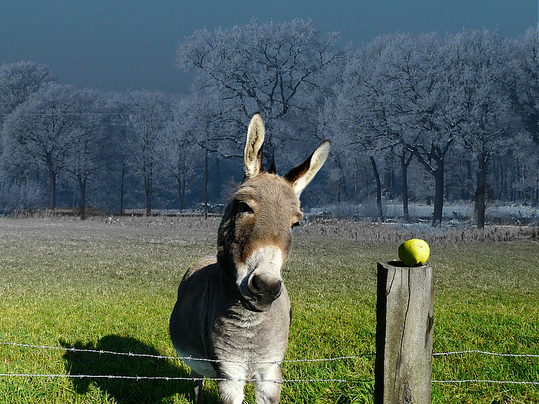 Winterapfel