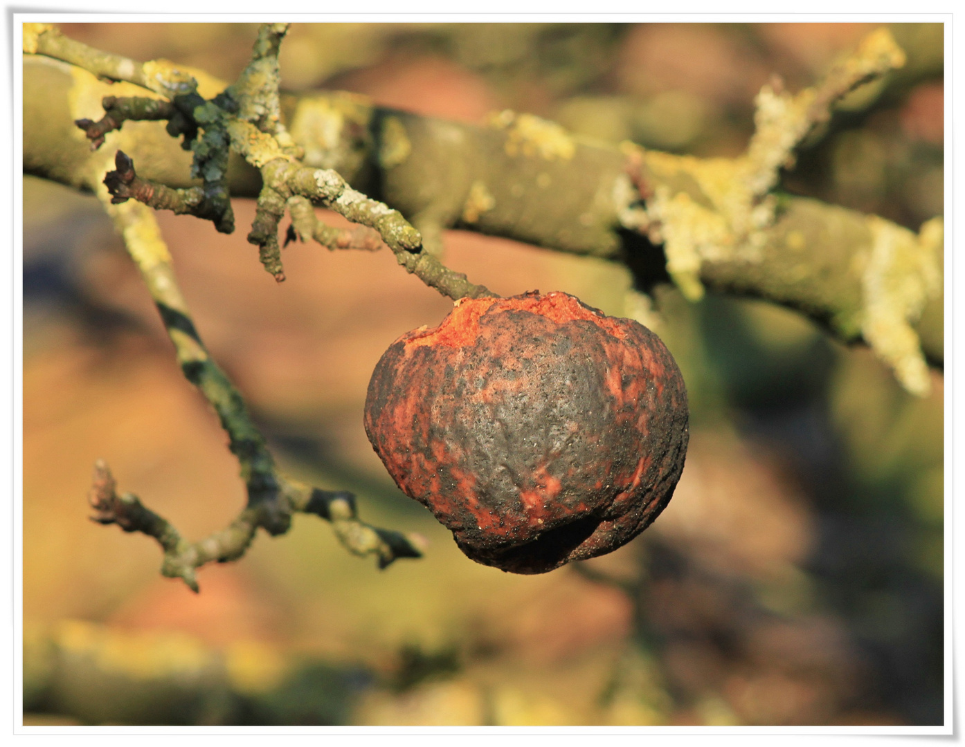 "Winterapfel"