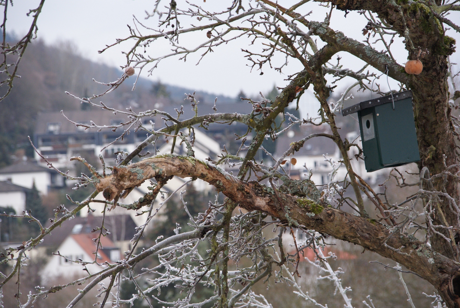 Winterapfel