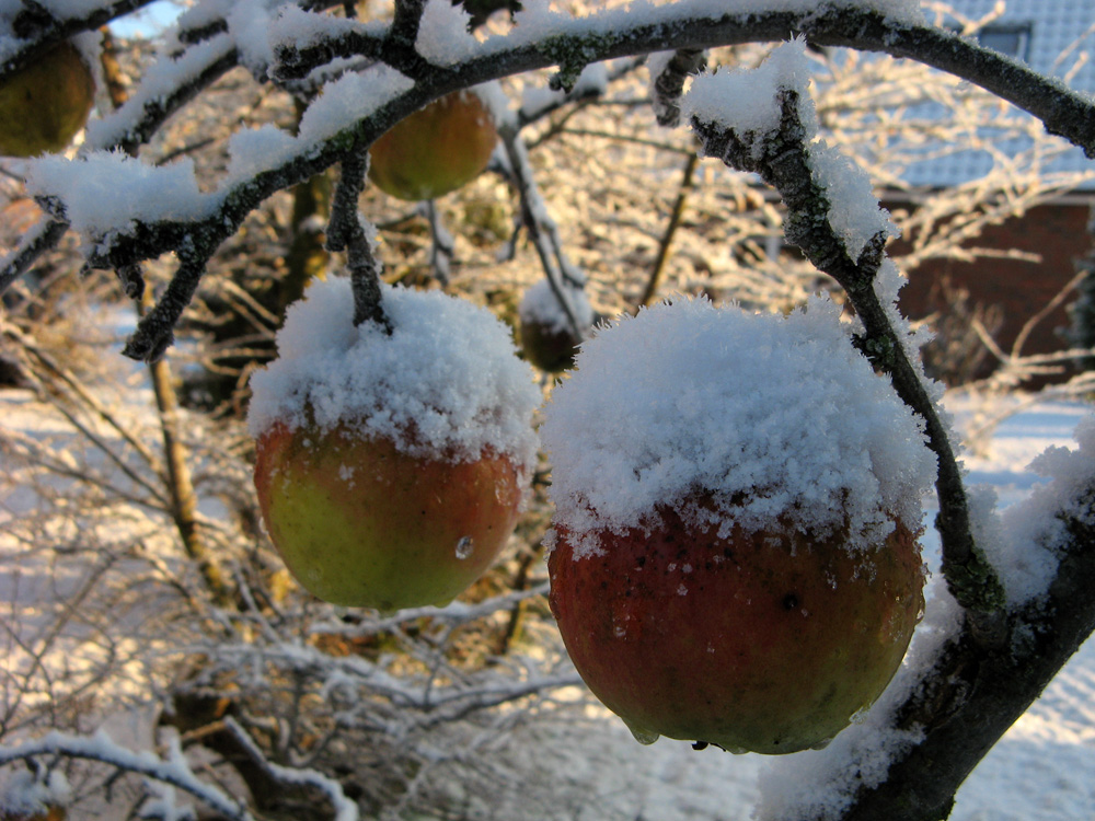 "Winterapfel"