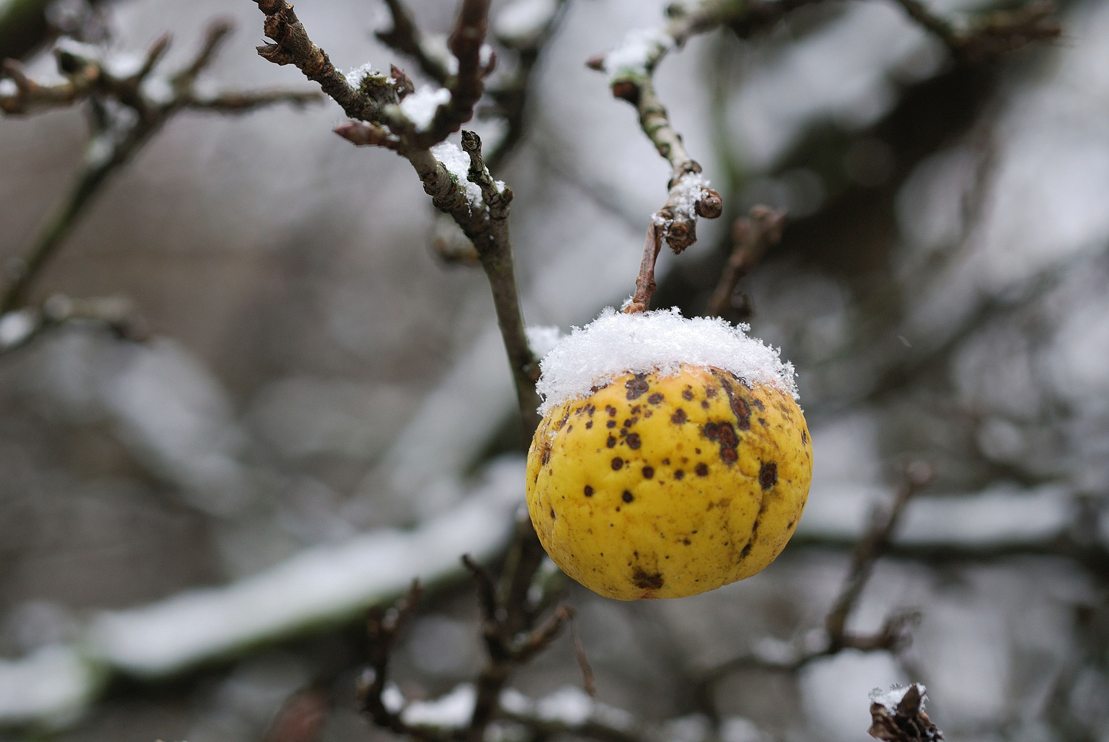 winterapfel