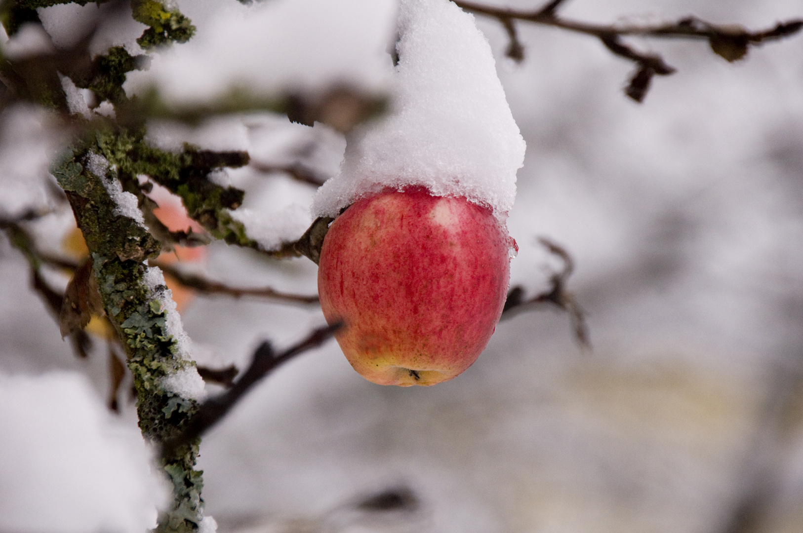 Winterapfel