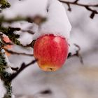 Winterapfel