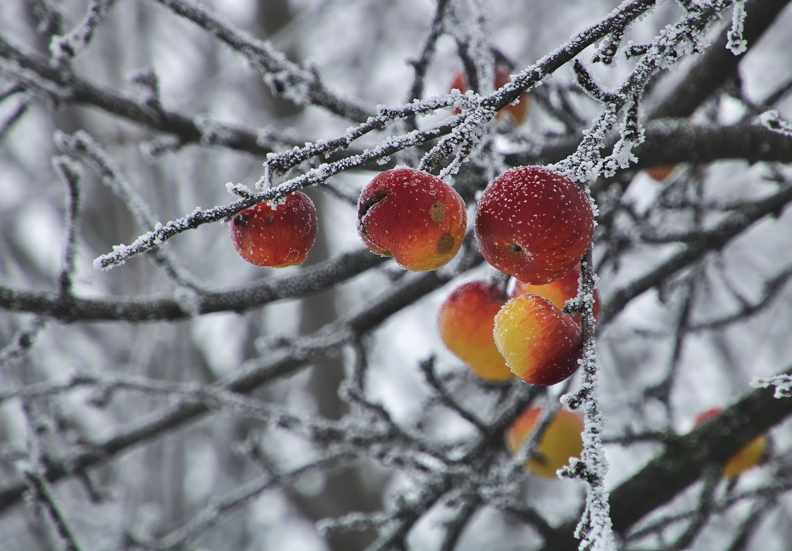 Winterapfel