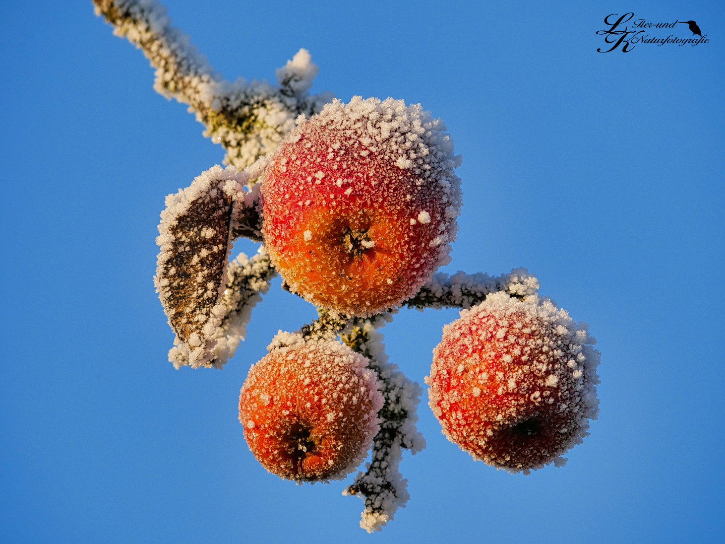 Winterapfel 