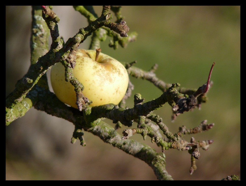 Winterapfel.