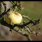 Winterapfel.