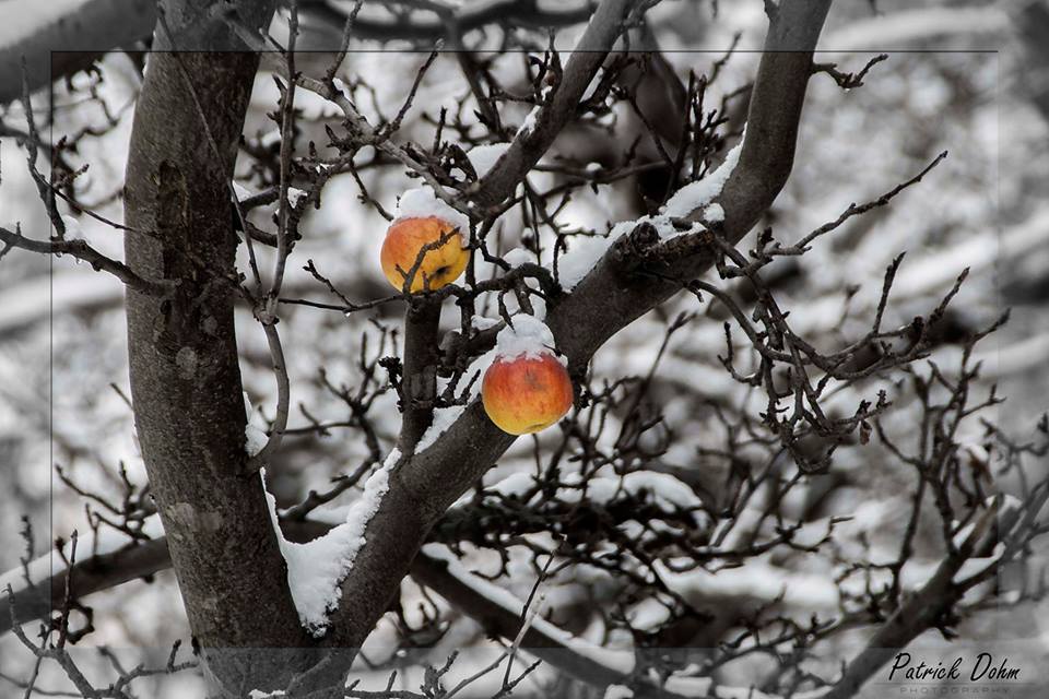 "Winterapfel"