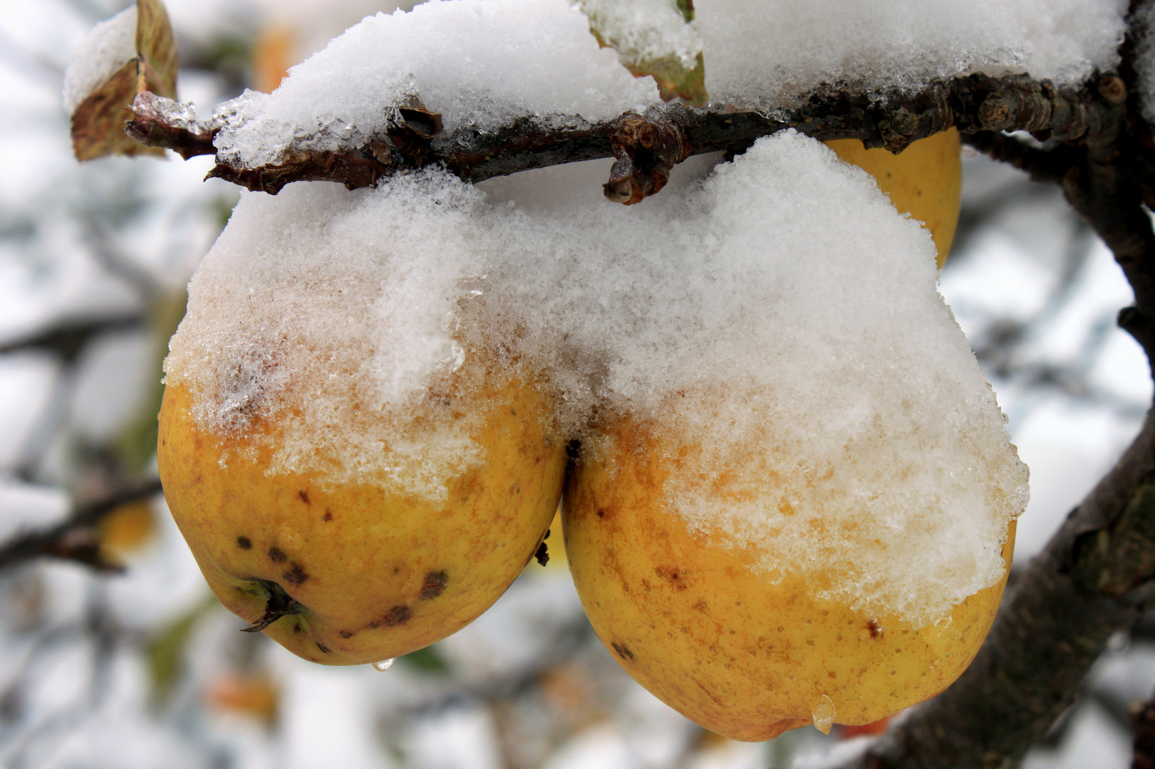 Winter.Apfel