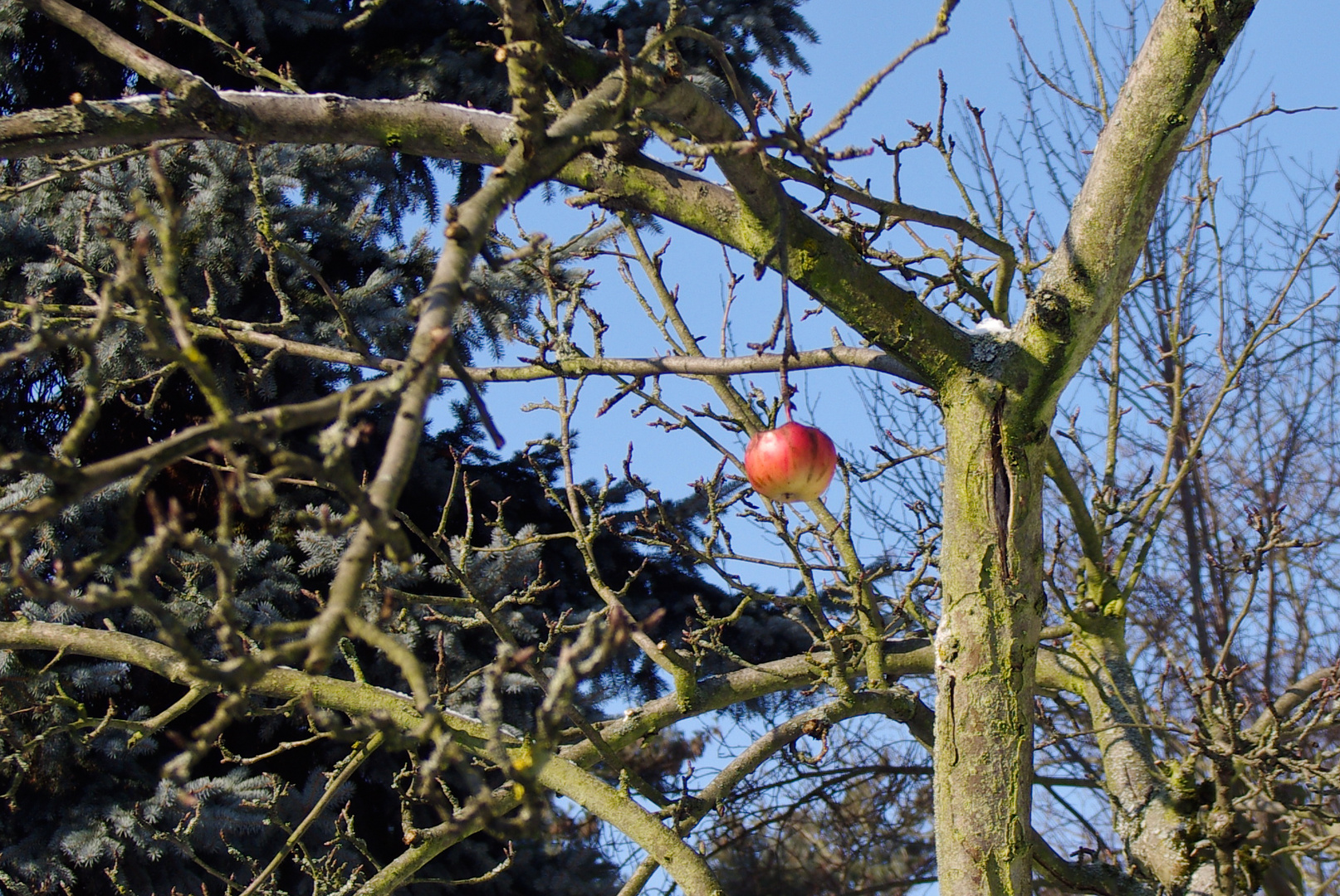 Winterapfel...