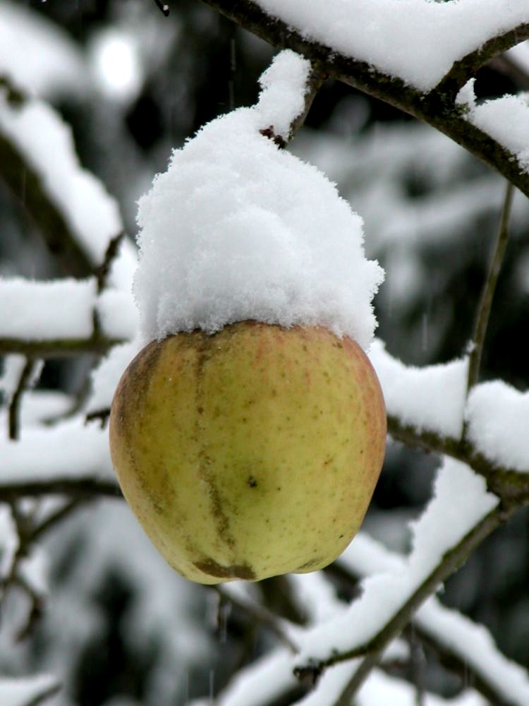 Winterapfel