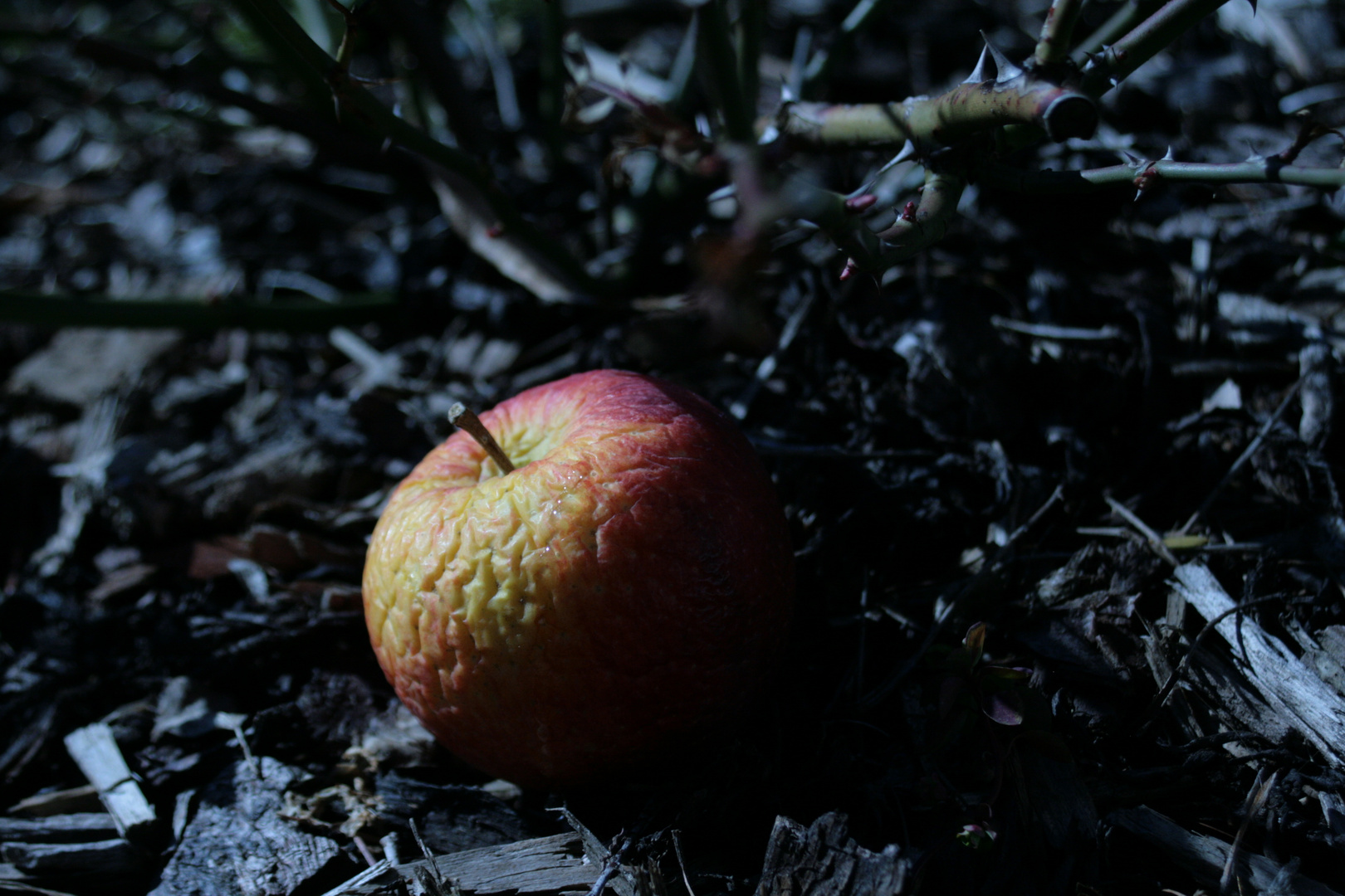 | Winterapfel |