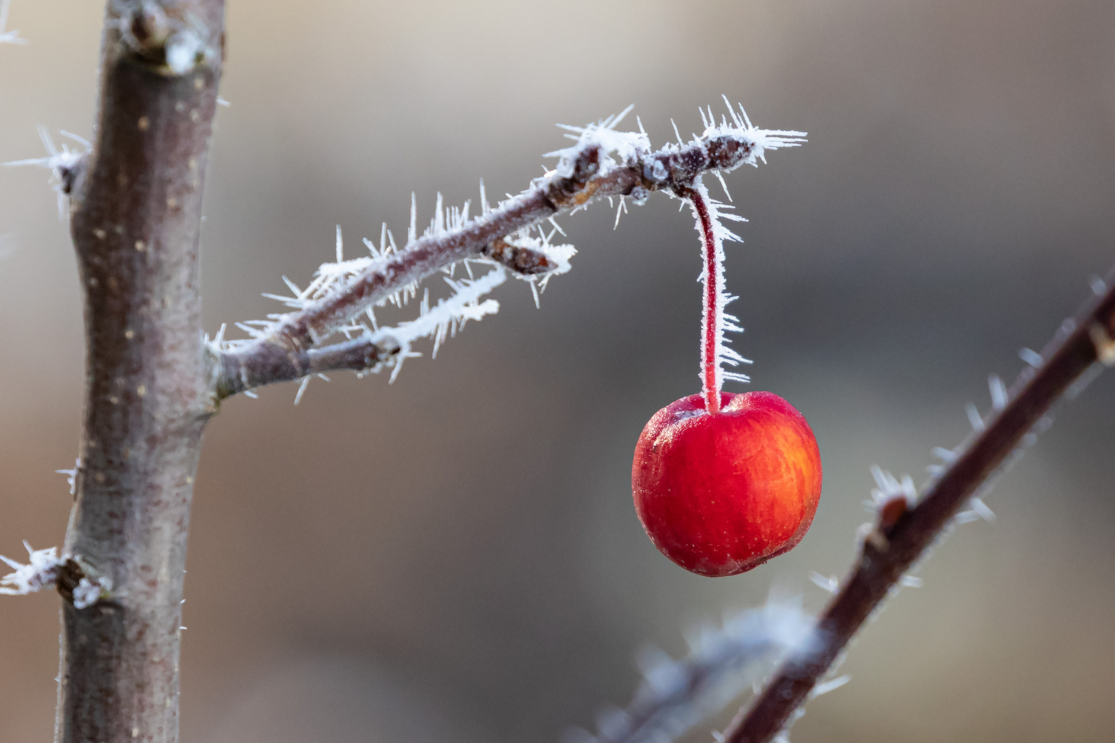 Winterapfel