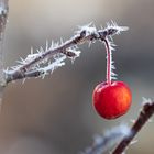 Winterapfel