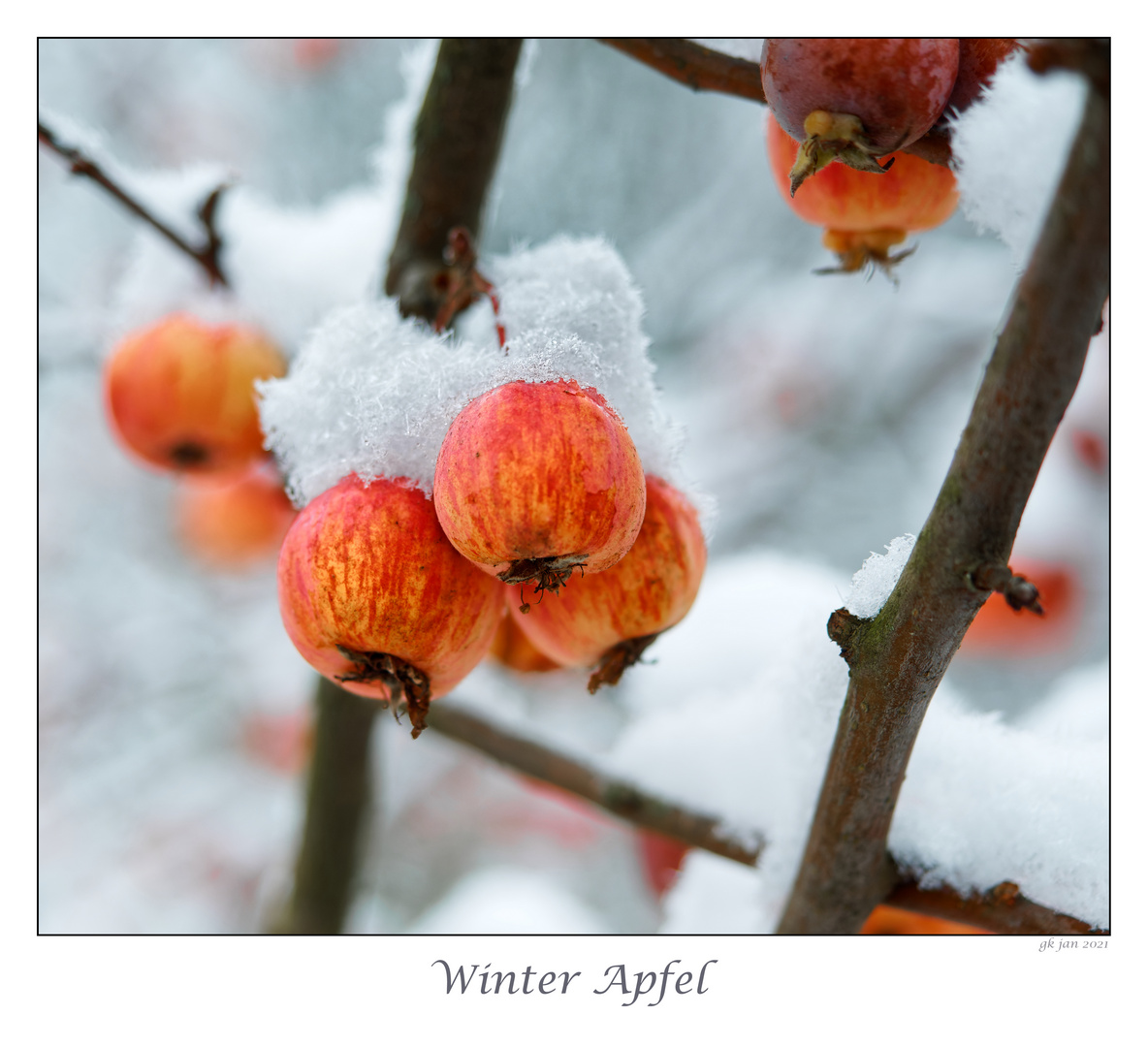 Winterapfel