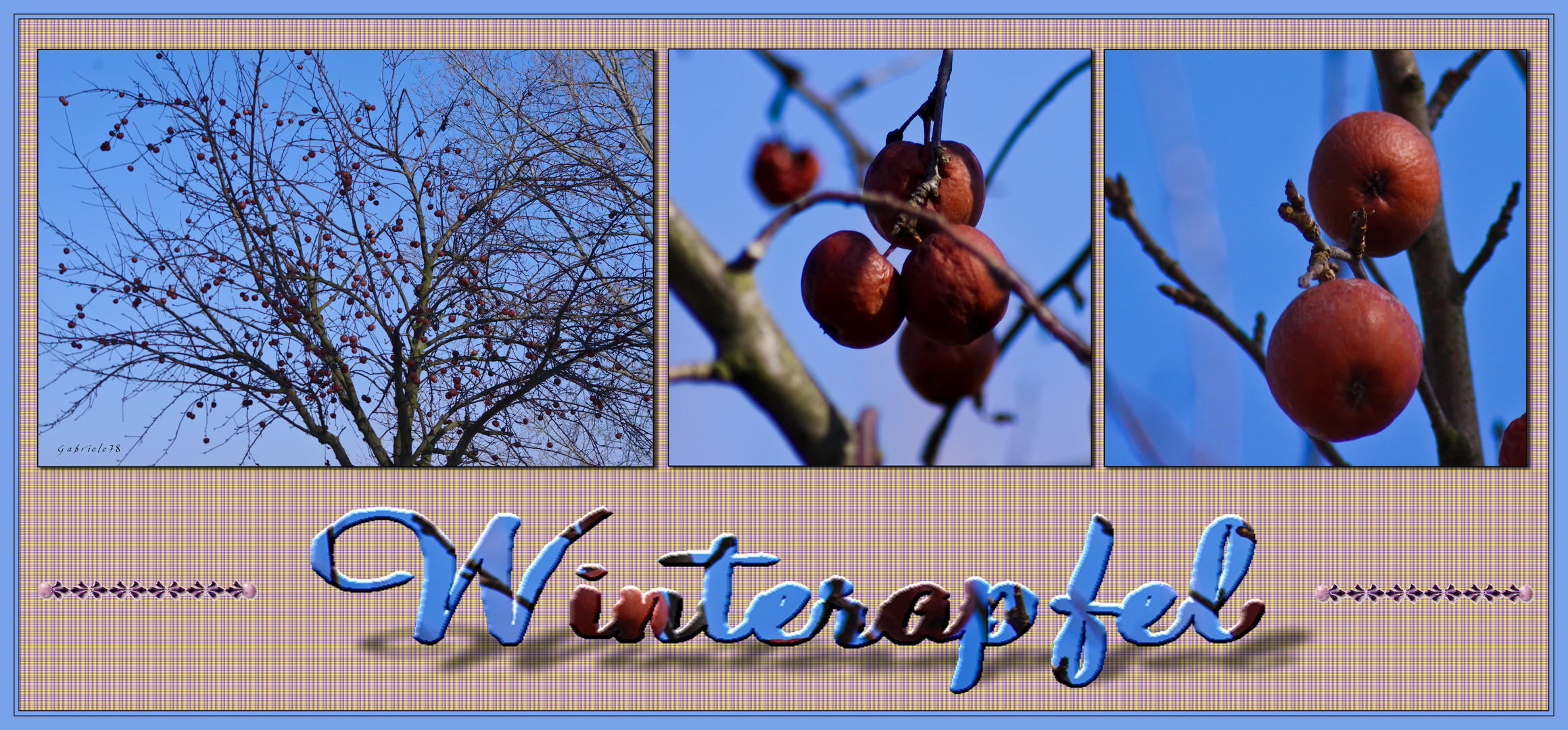 Winterapfel