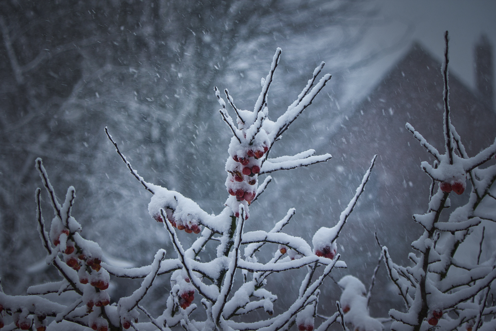 Winterapfel