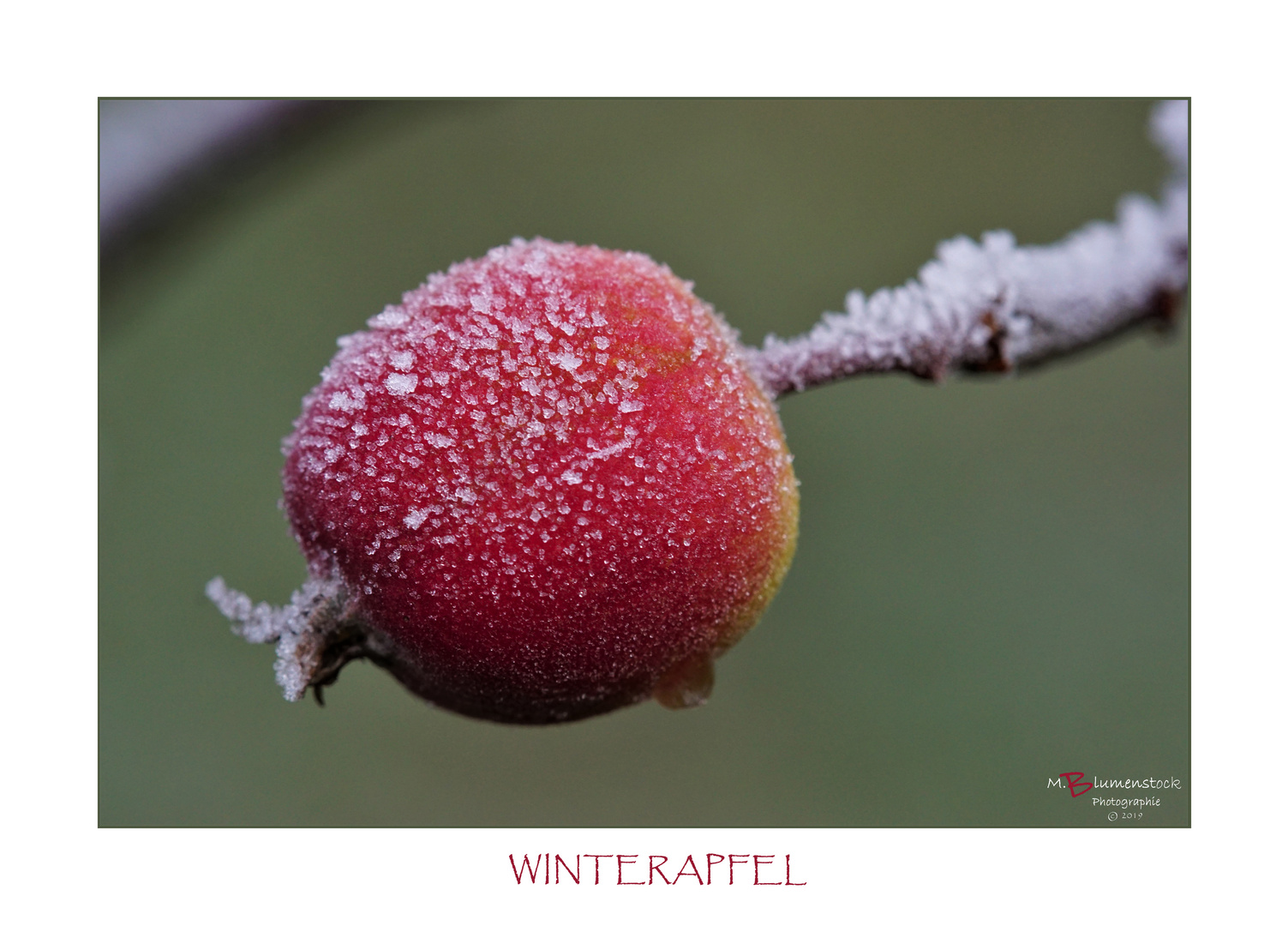 Winterapfel