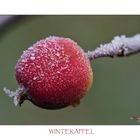 Winterapfel