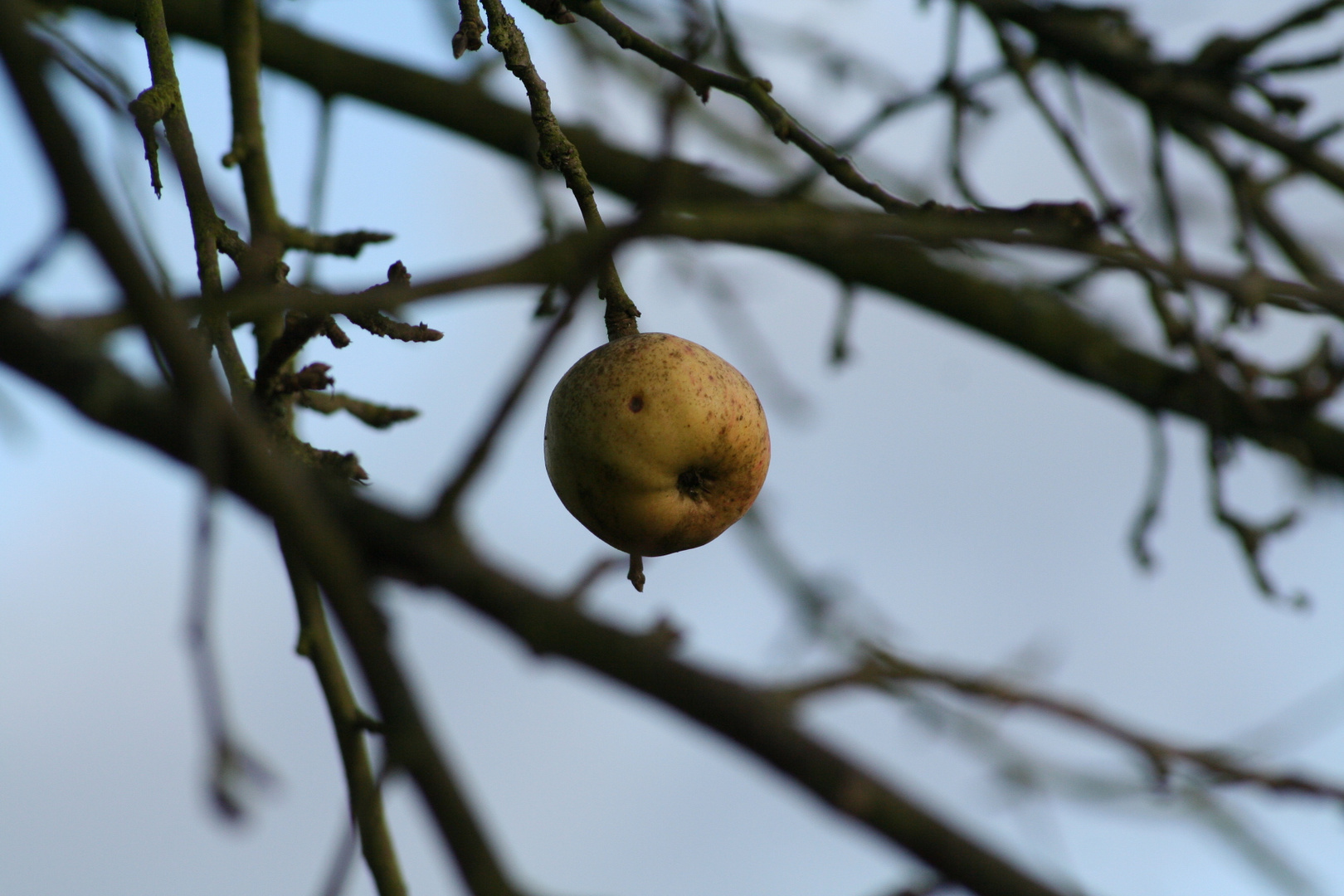 Winterapfel