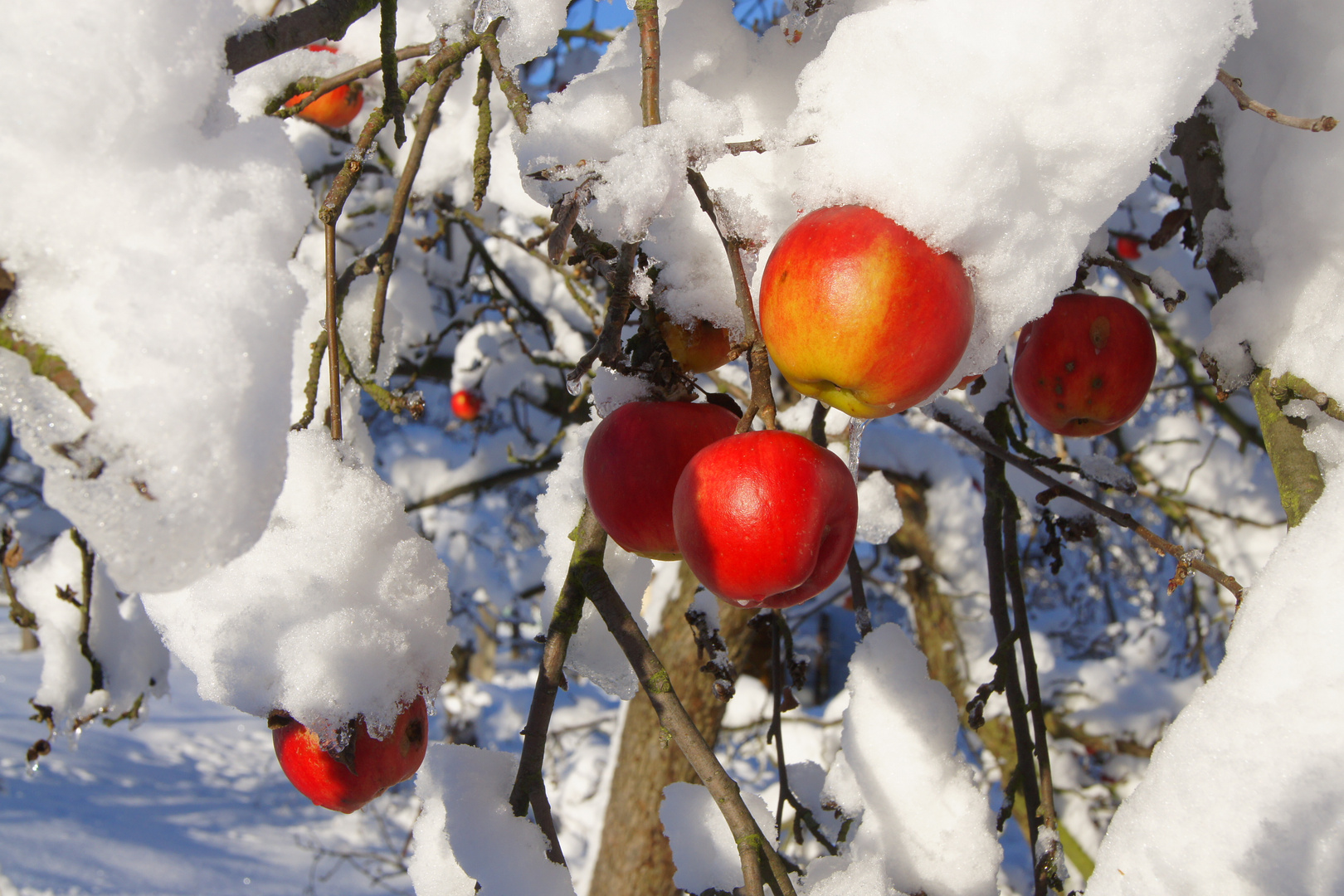 Winterapfel