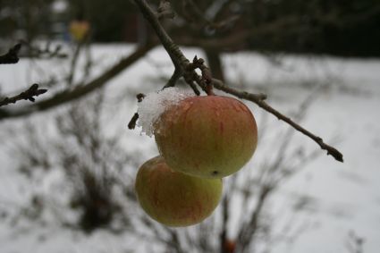 Winterapfel