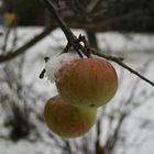 Winterapfel