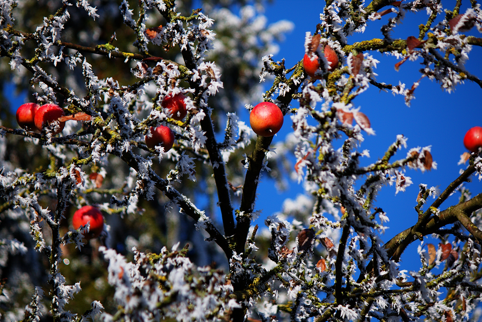 Winterapfel