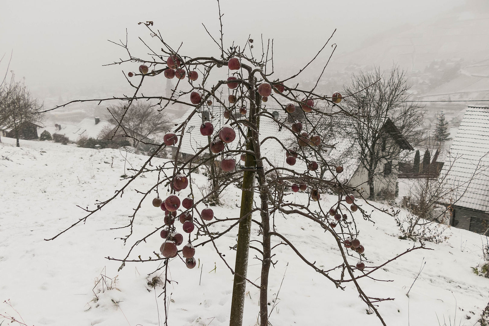 Winterapfel