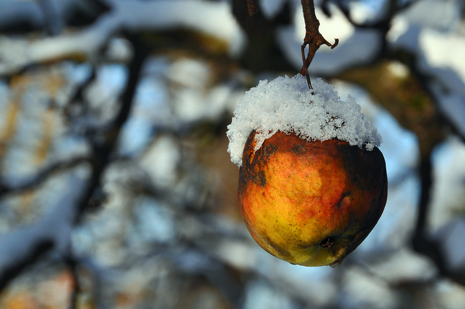 Winterapfel