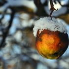 Winterapfel