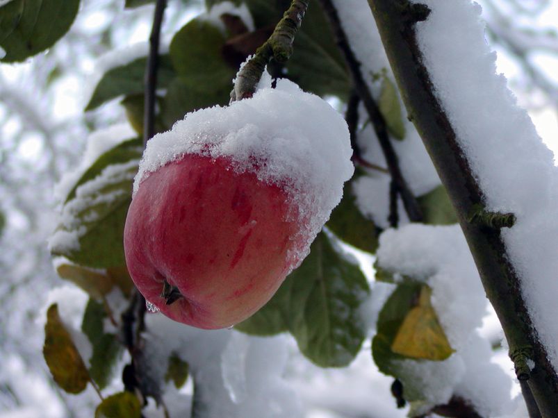 Winterapfel