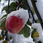 Winterapfel